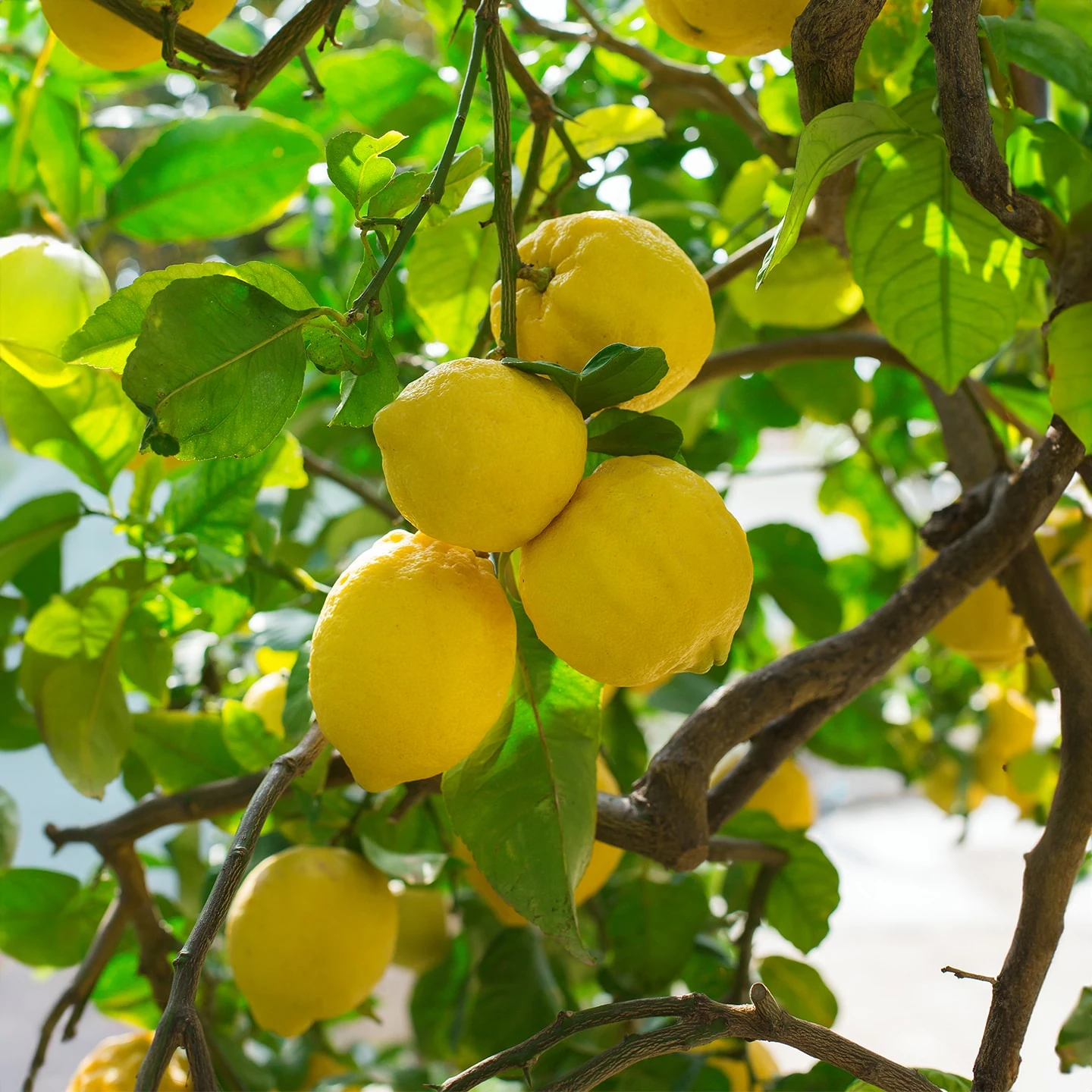 Limon Uçucu Yağı | Organik