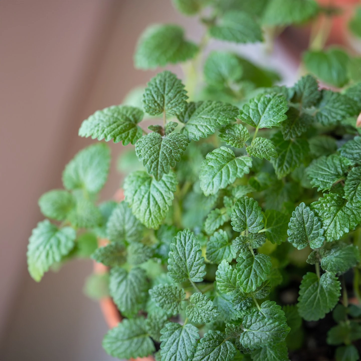 İngiliz Nanesi Uçucu Yağı | Organik