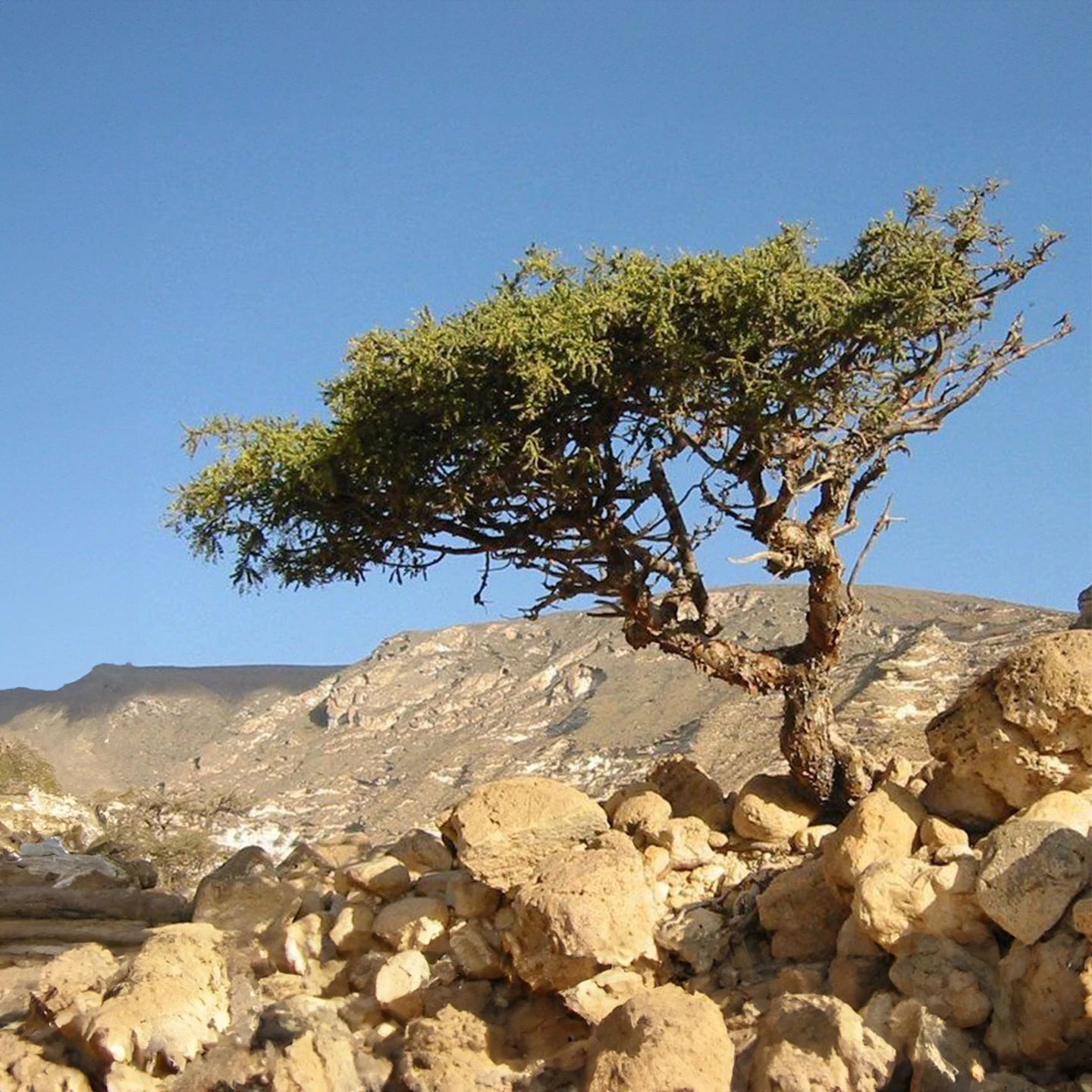 Mür Uçucu Yağı | Organik