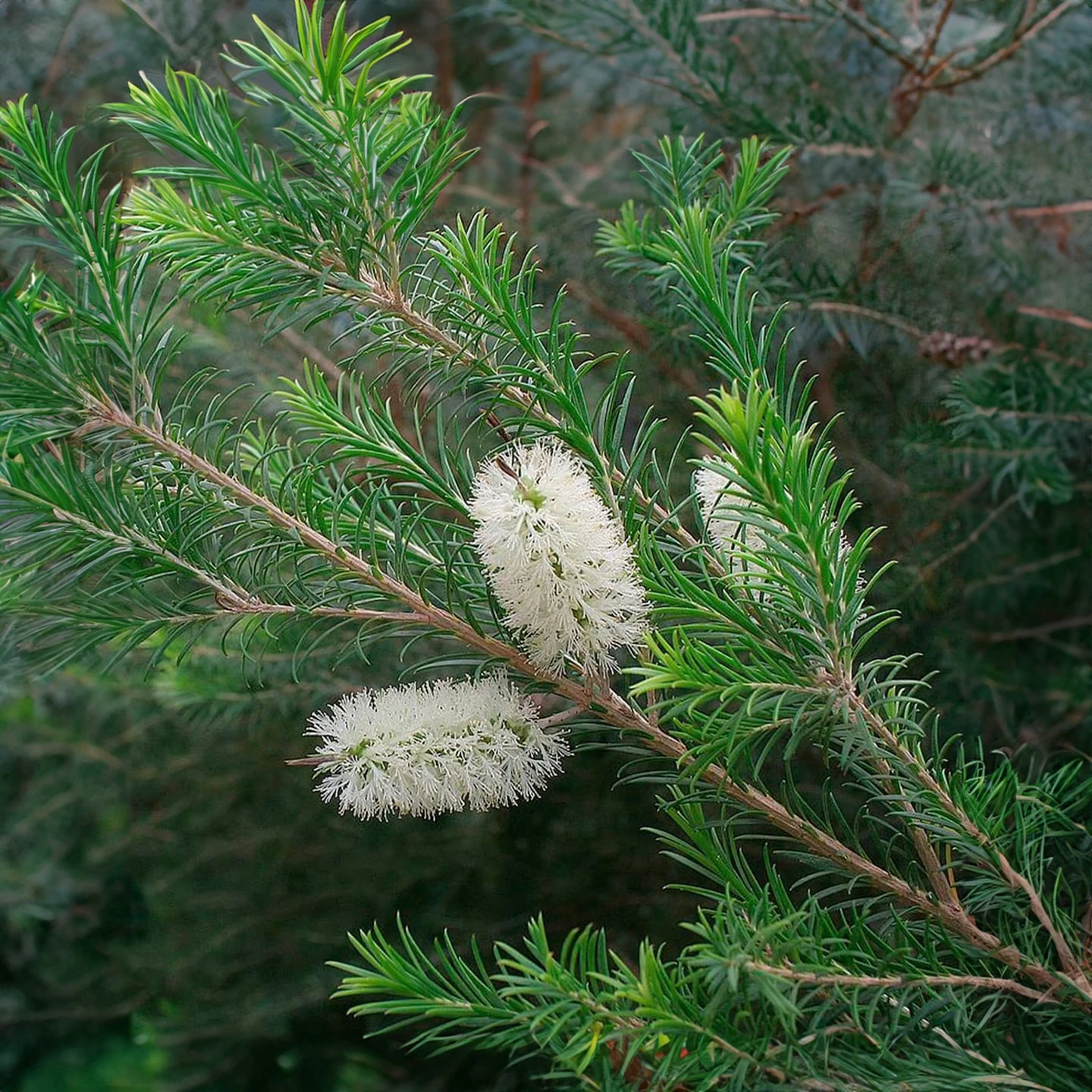 Çay Ağacı Uçucu Yağı | Organik