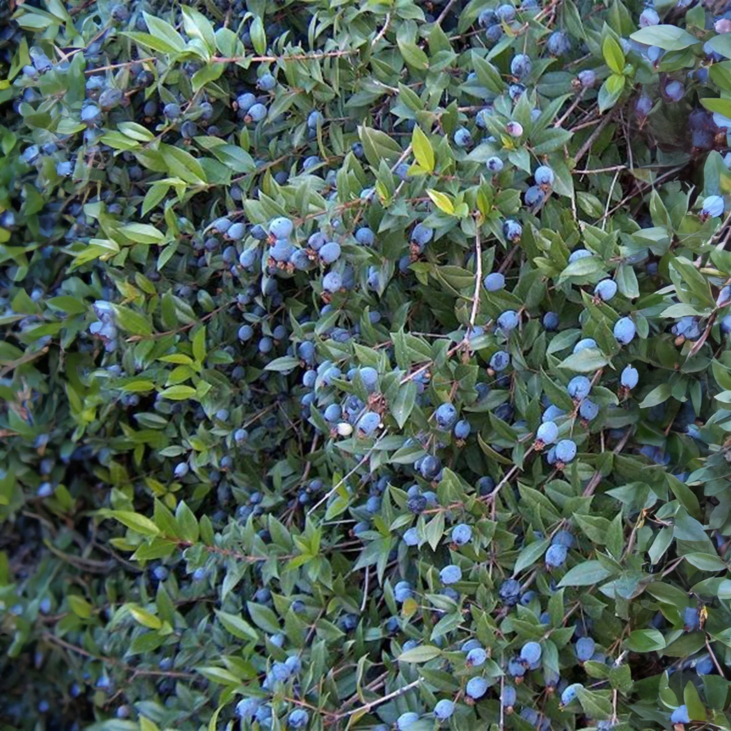 Mersin Uçucu Yağı | Organik