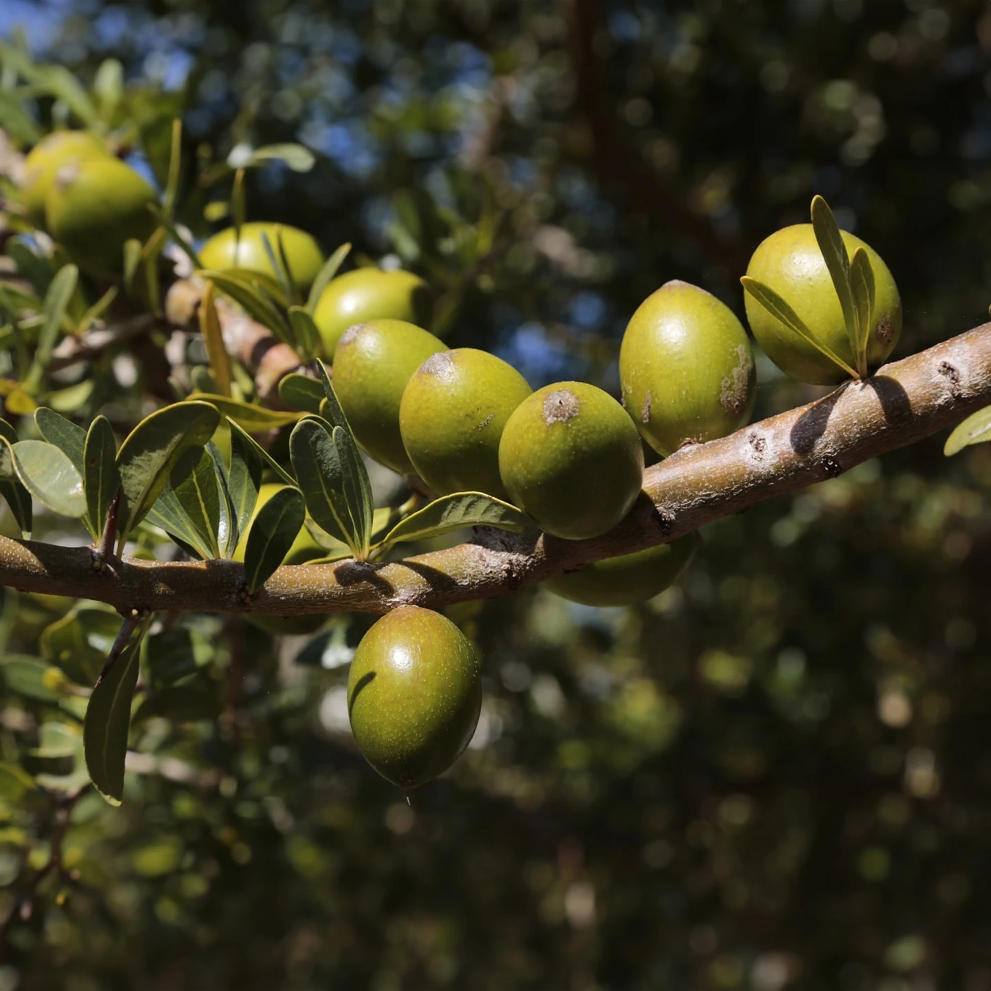 Argan Yağı | Organik | Taşıyıcı Yağ