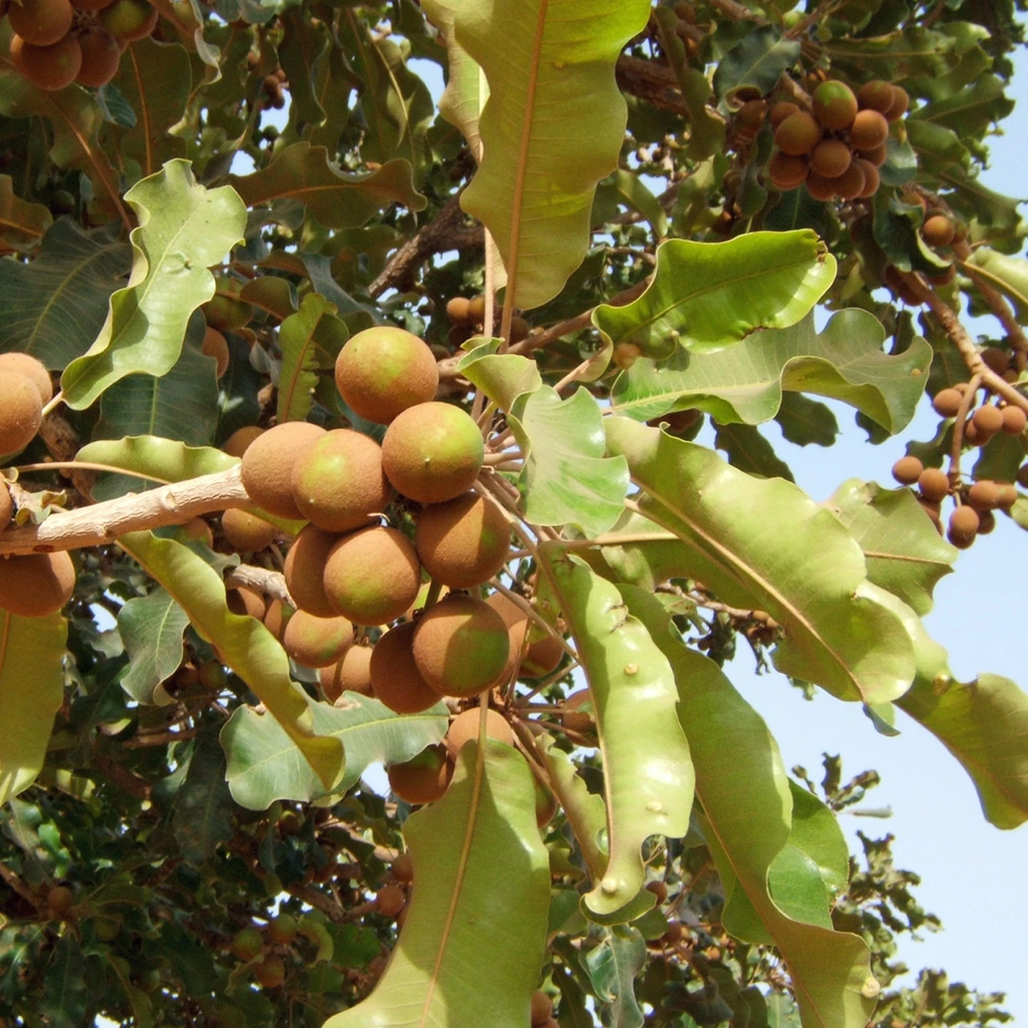 Shea Butter (Karite Yağı) | Organik | Taşıyıcı Yağ