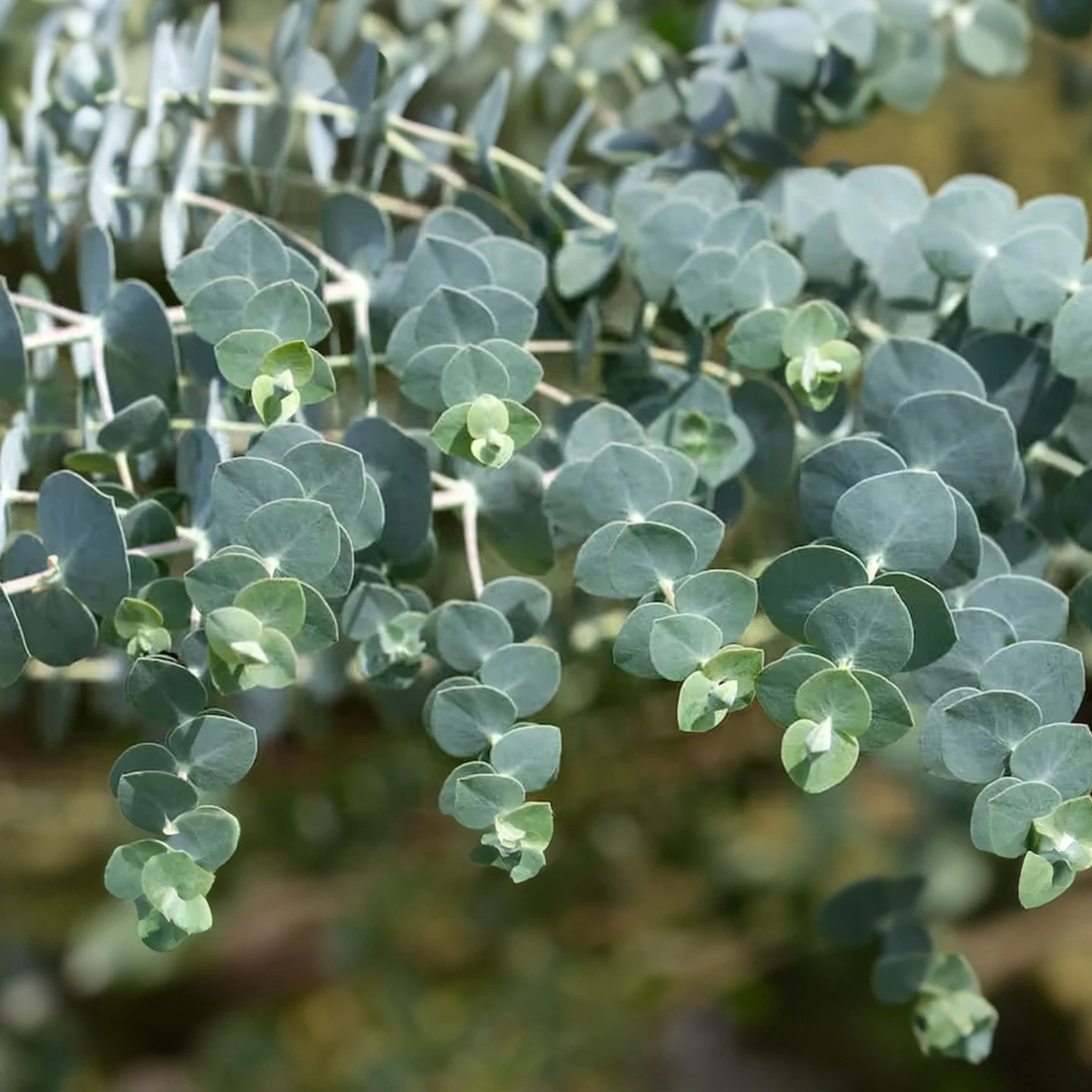 Okaliptus Uçucu Yağı | Organik