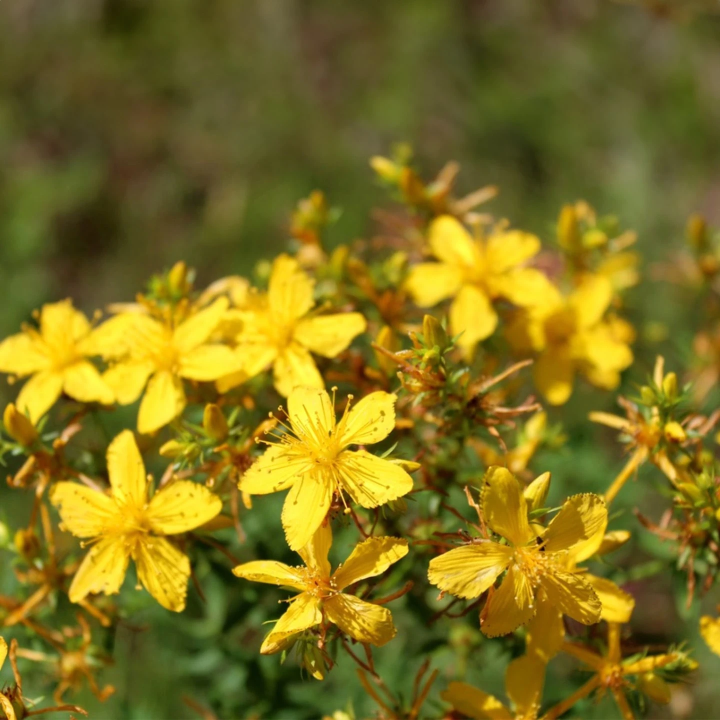 Kantaron Yağı | Organik | Taşıyıcı Yağ