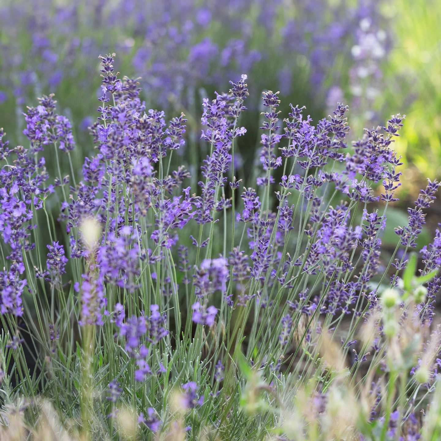 Melez Lavanta Uçucu Yağı | Organik