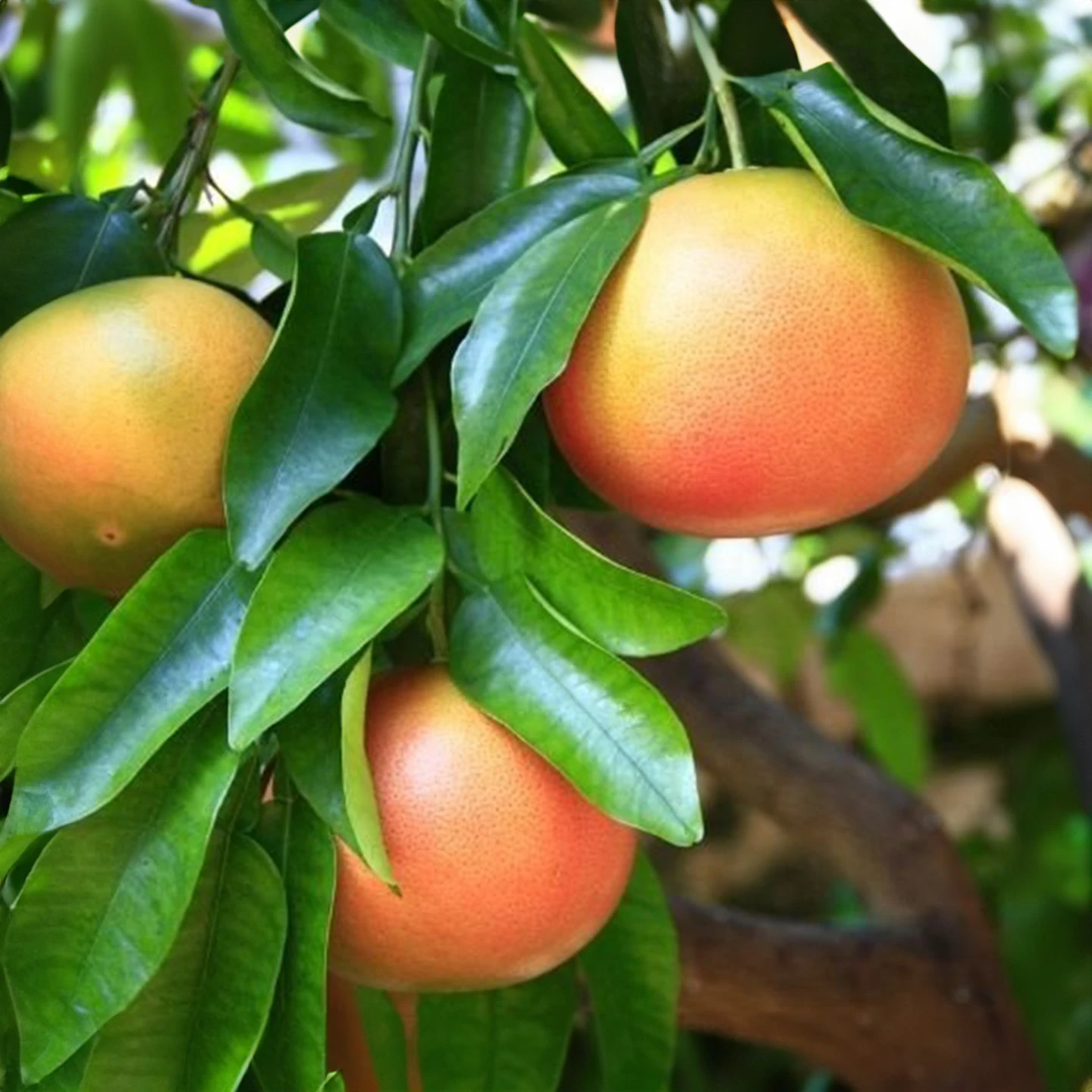 Greyfurt Uçucu Yağı | Organik