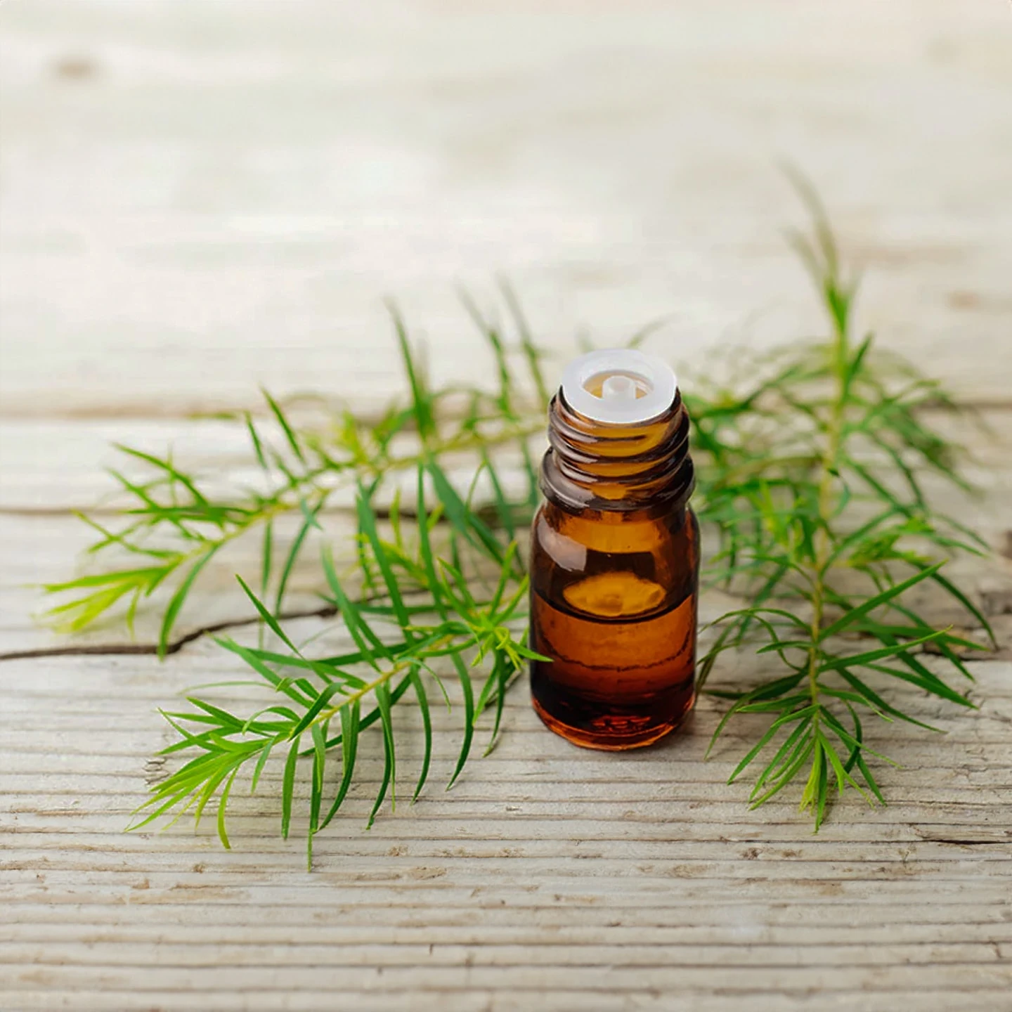 Çay Ağacı Uçucu Yağı | Organik