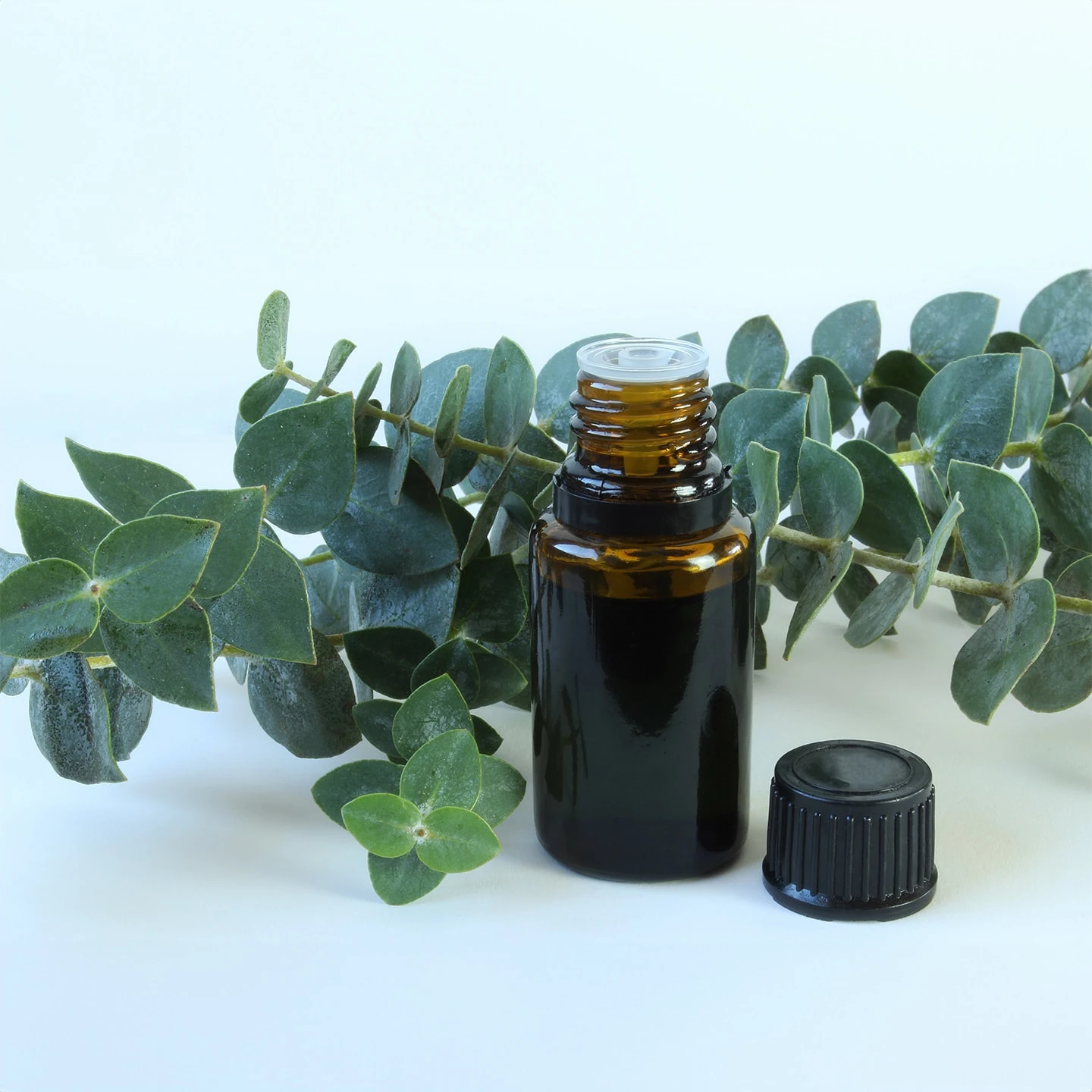 Okaliptus Uçucu Yağı | Organik