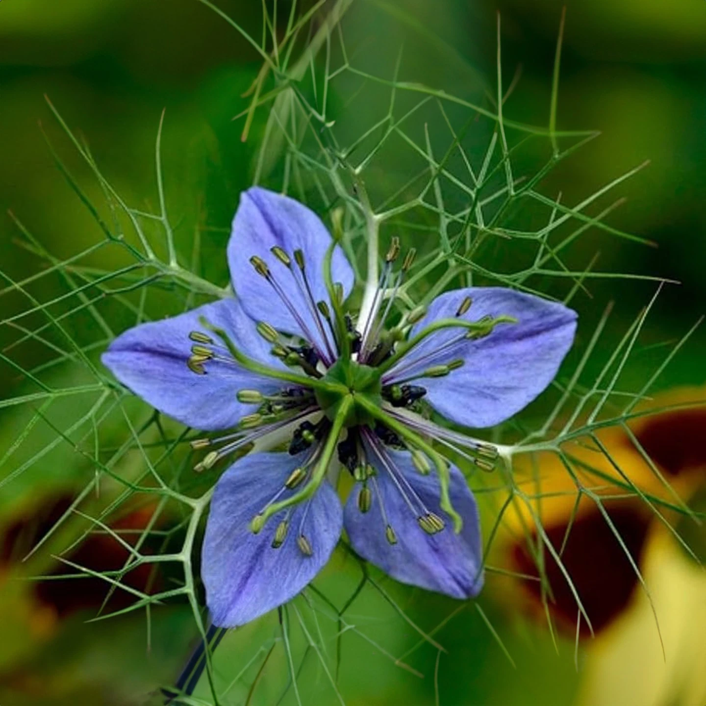 Çörek Otu Yağı | Organik | Taşıyıcı Yağ