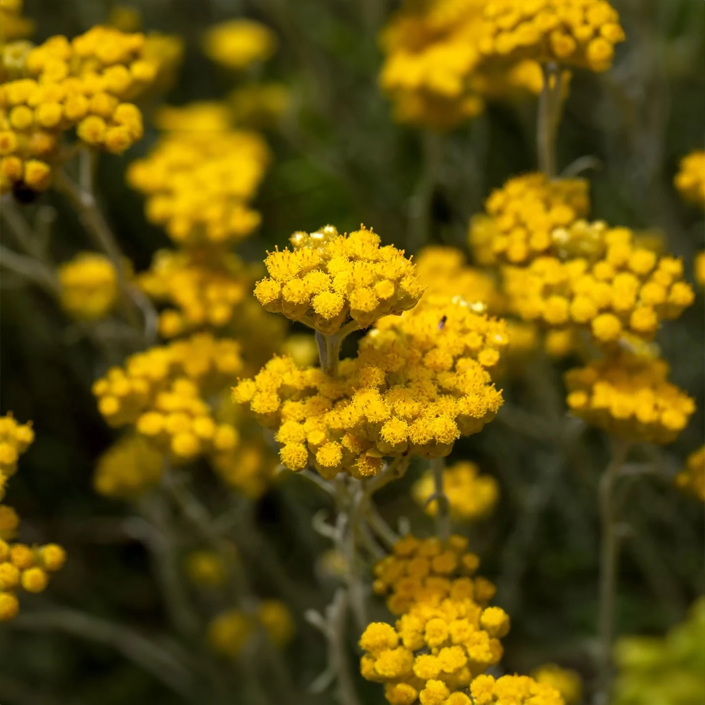 Ölmez Çiçek Uçucu Yağı | Organik