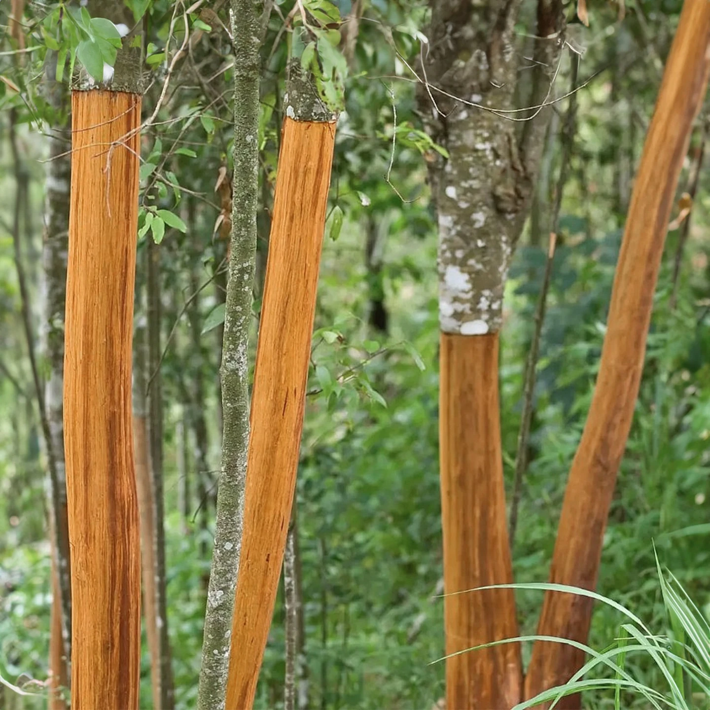 Tarçın Uçucu Yağı | Organik