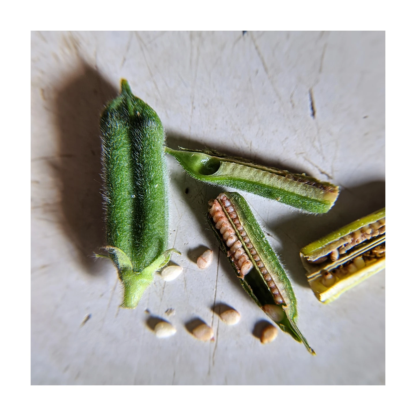 Susam Yağı | Organik | Taşıyıcı Yağ