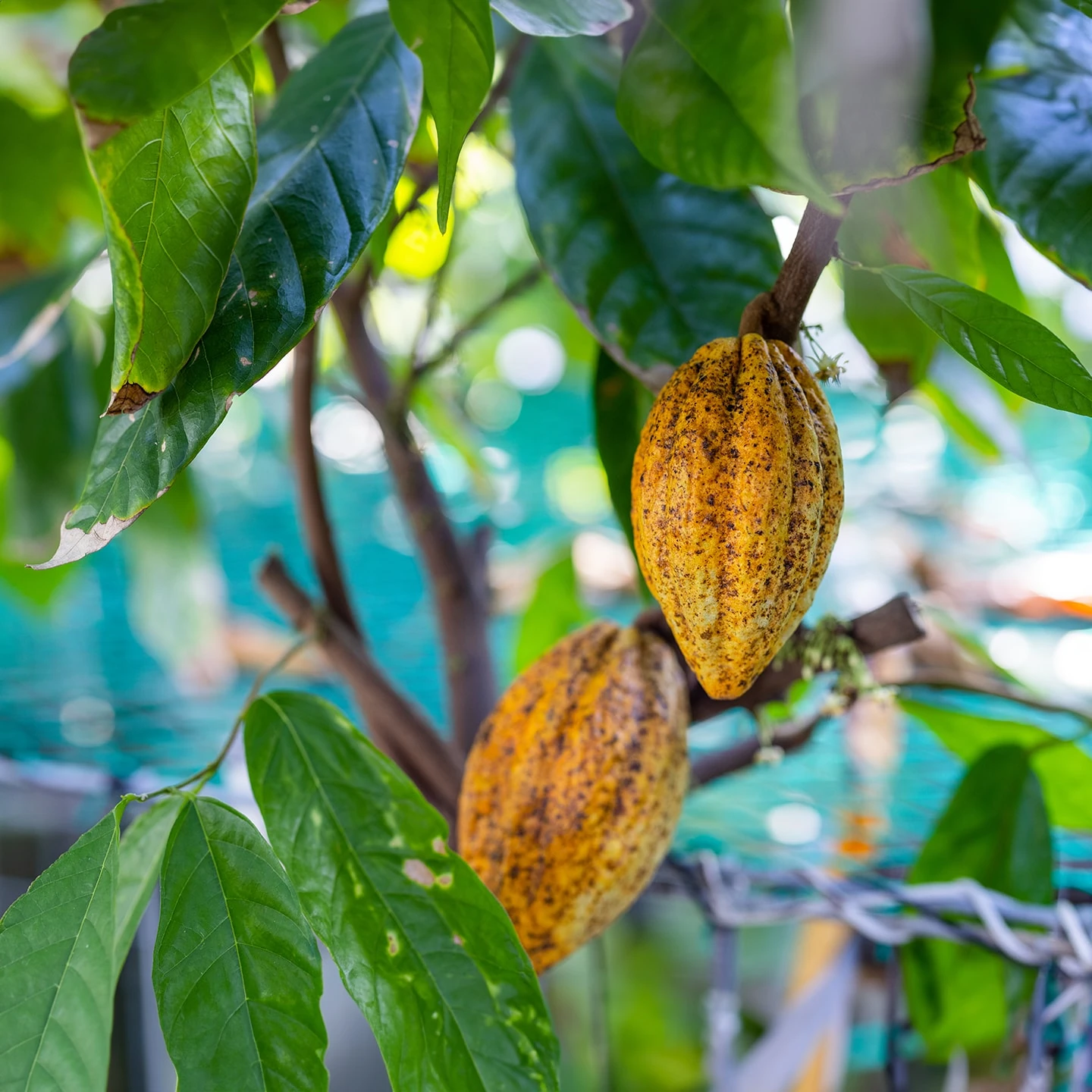 Kakao Yağı | Organik | Taşıyıcı Yağ