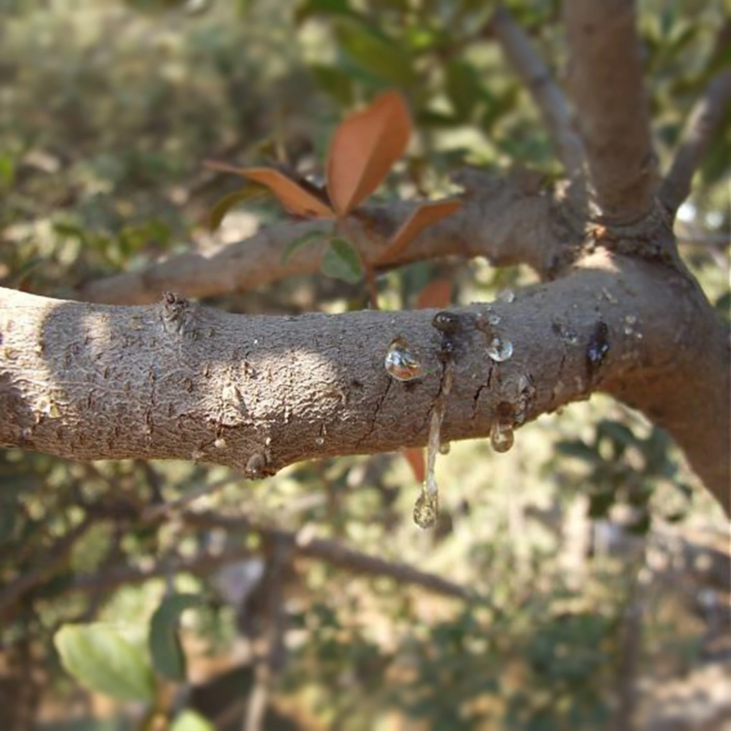 Günlük Uçucu Yağı | Organik