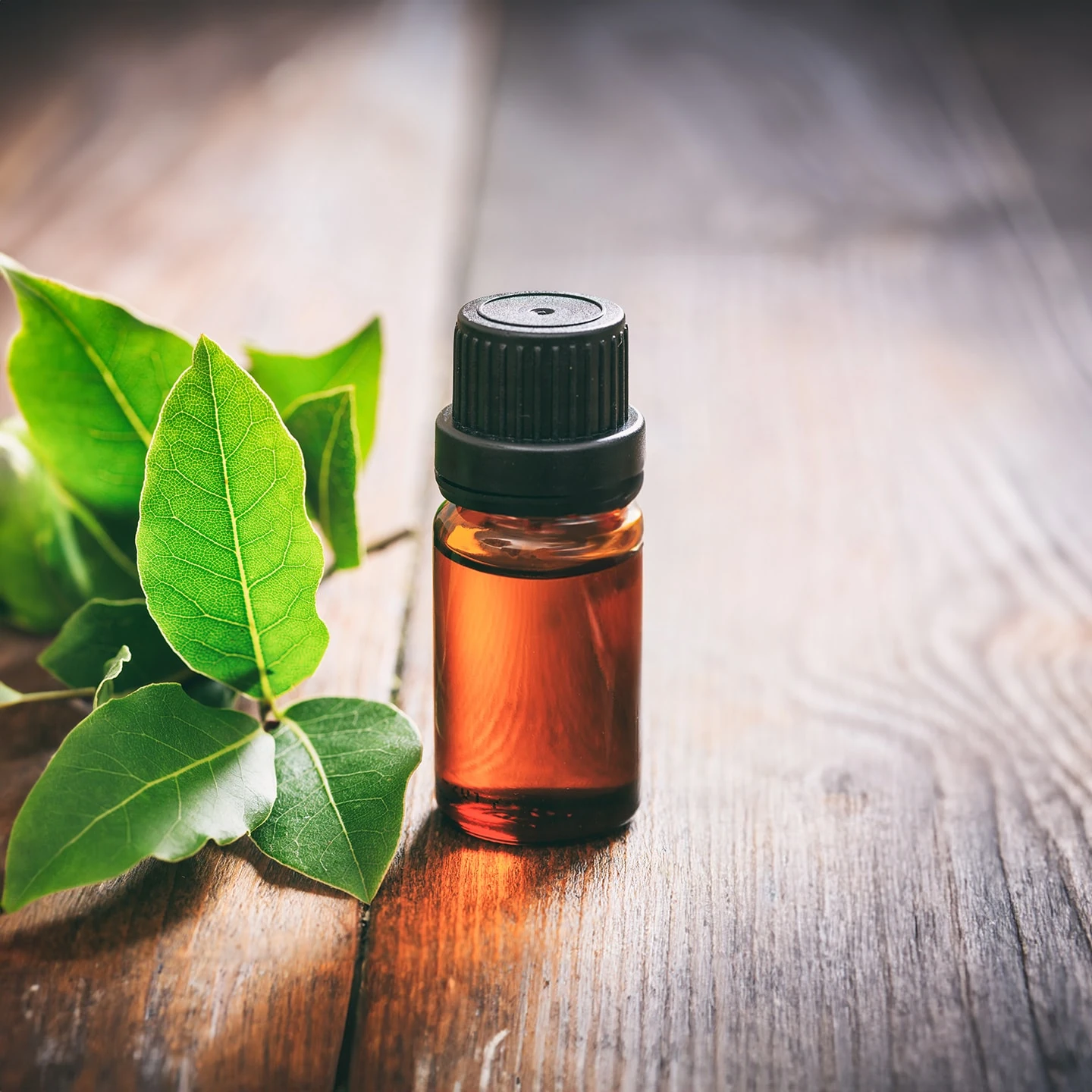 Defne Yaprağı Uçucu Yağı | Organik