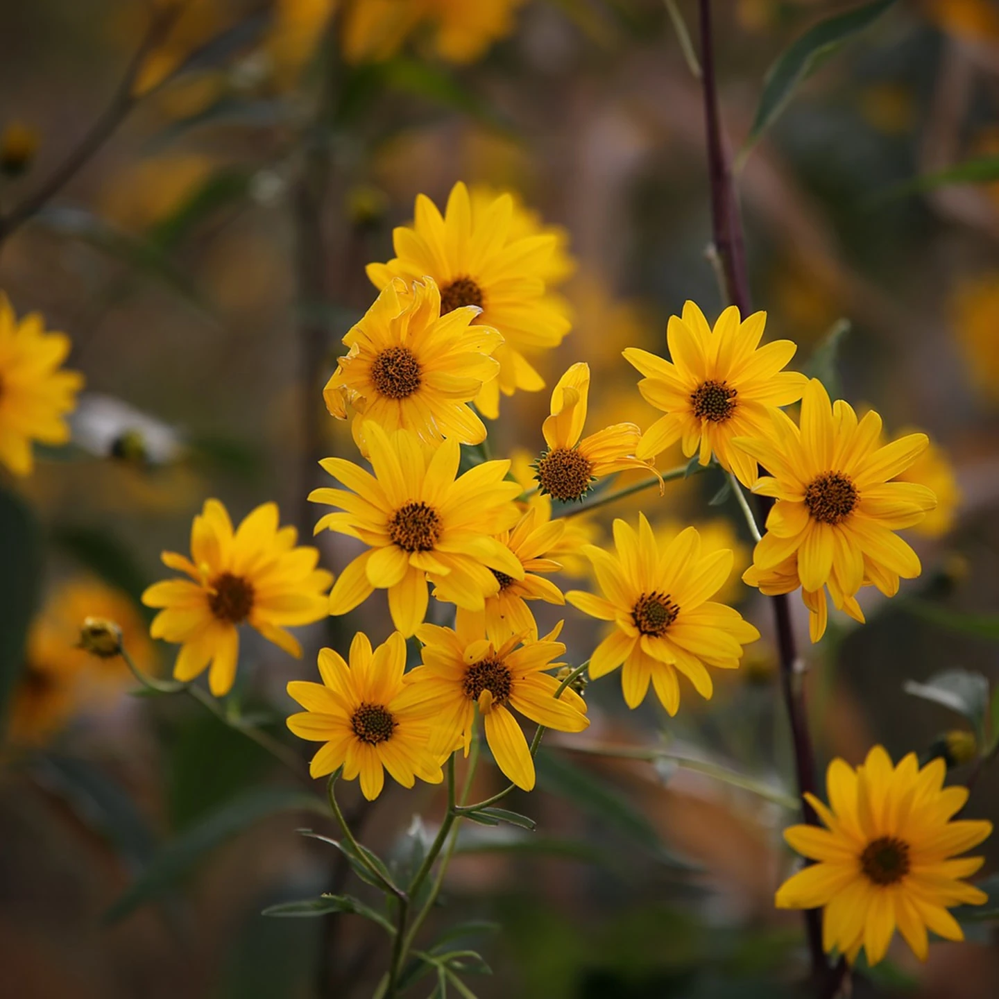 Arnika Yağı | Organik | Taşıyıcı Yağ