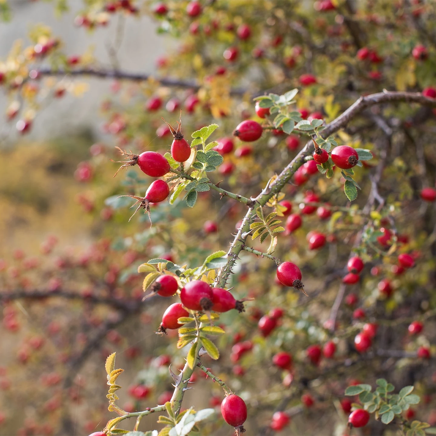 Kuşburnu Çekirdeği Yağı | Organik | Taşıyıcı Yağ