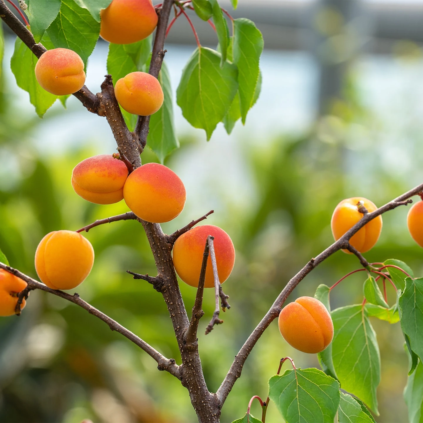 Kayısı Çekirdeği Yağı | Organik | Taşıyıcı Yağ