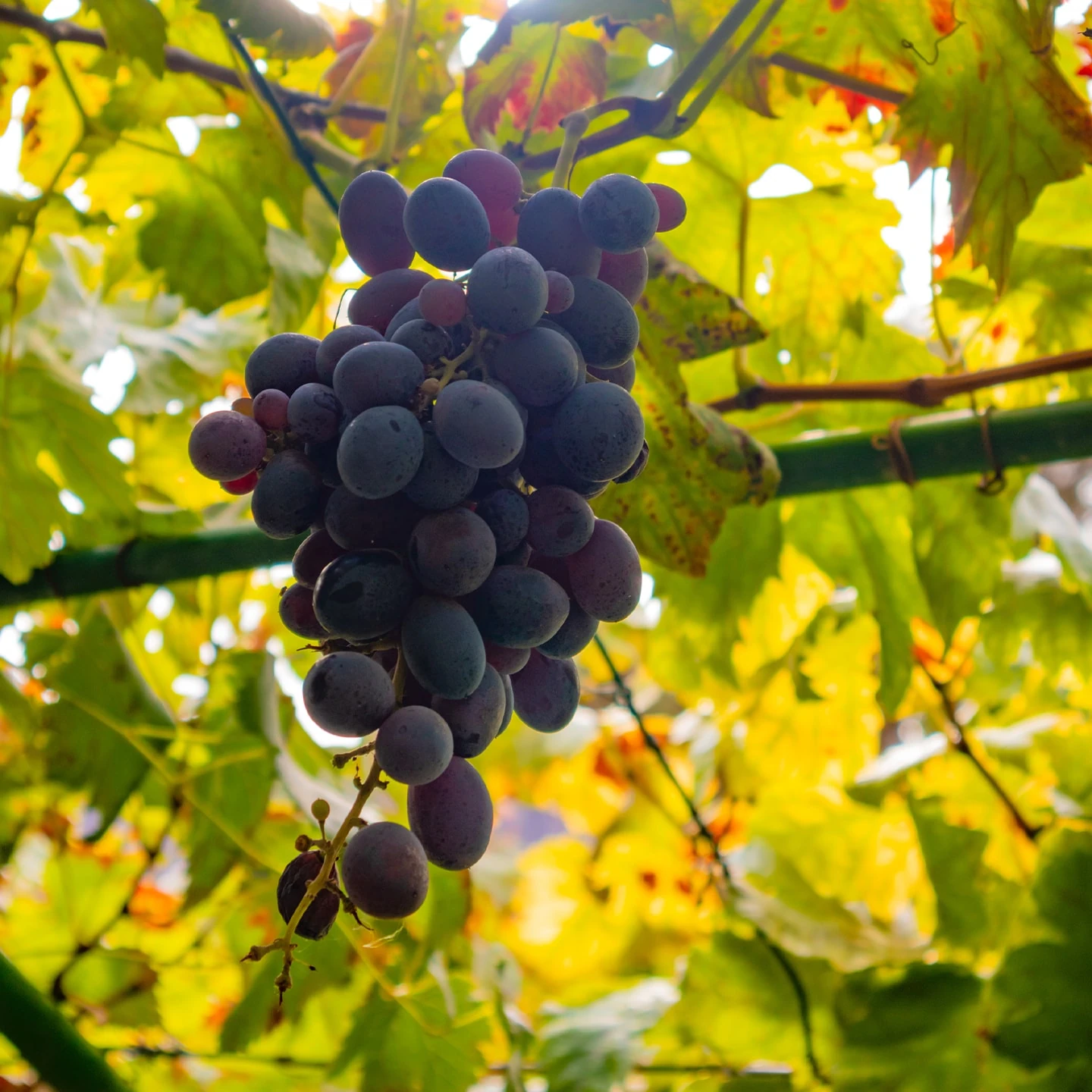 Üzüm Çekirdeği Yağı | Organik | Taşıyıcı Yağ