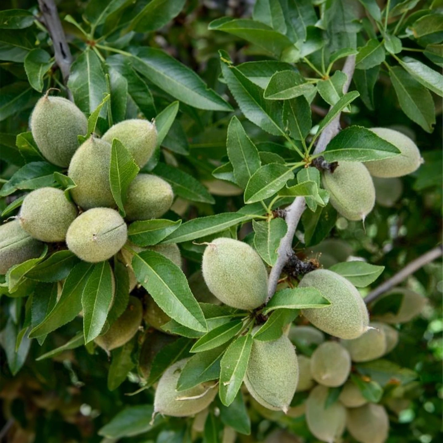 Tatlı Badem Yağı | Organik | Taşıyıcı Yağ