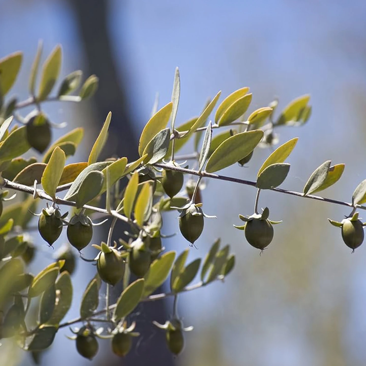 Jojoba Yağı | Organik | Taşıyıcı Yağ