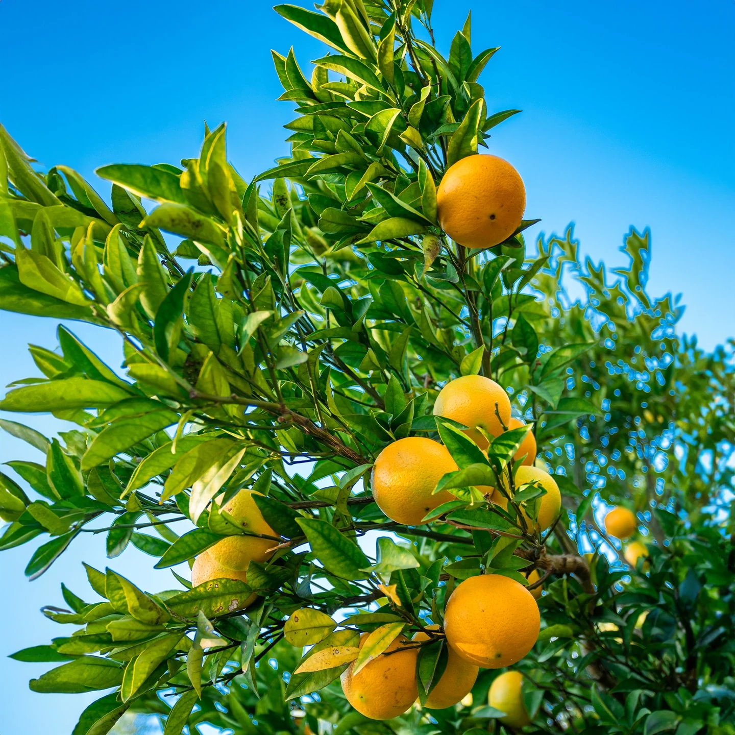Portakal Kabuğu Uçucu Yağı | Organik