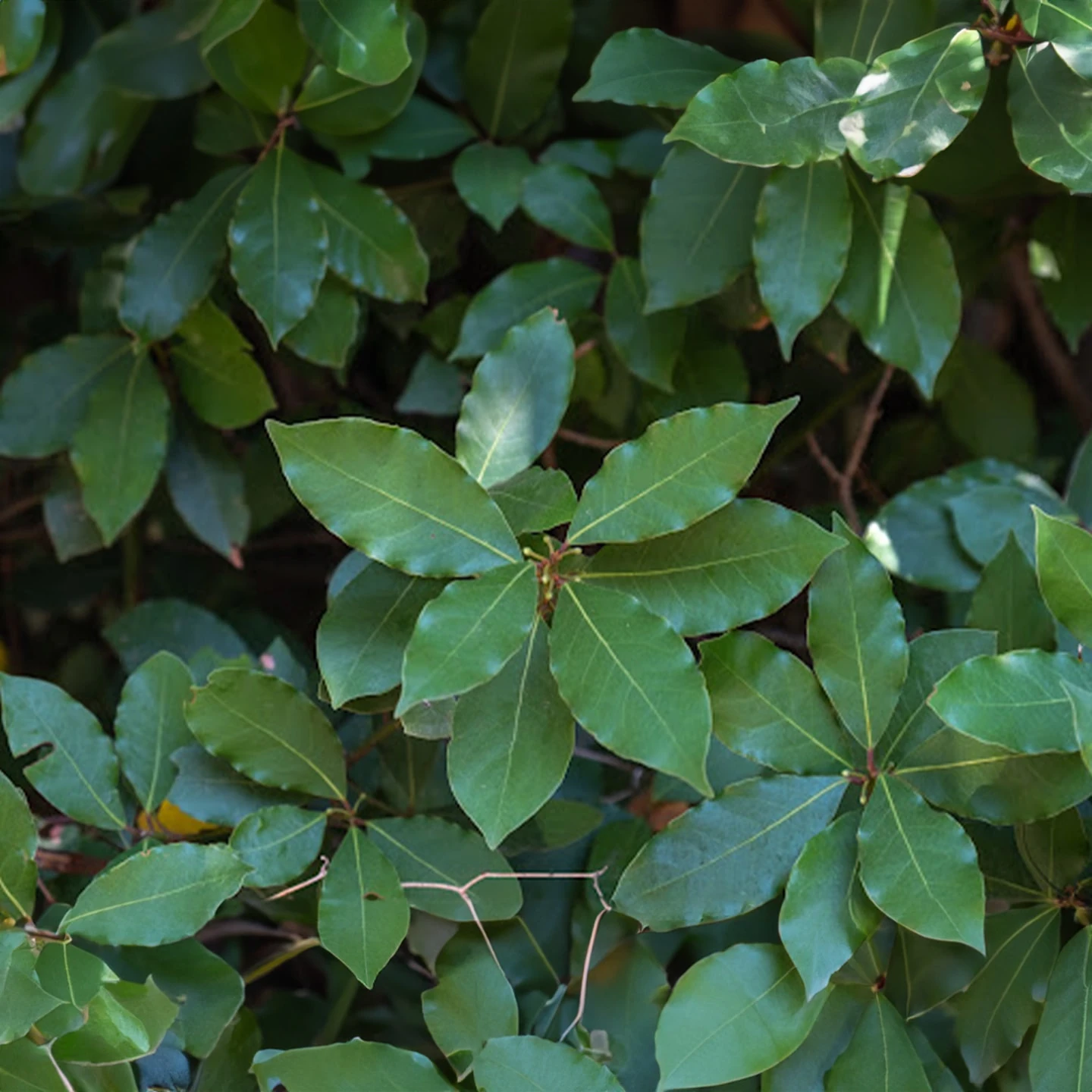 Defne Yaprağı Uçucu Yağı | Organik