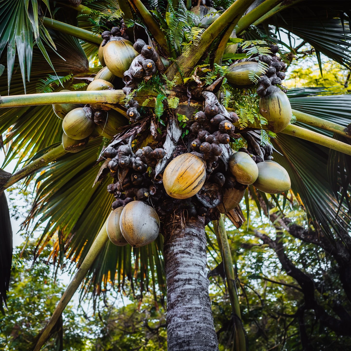 Hindistan Cevizi Yağı | Organik | Taşıyıcı Yağ