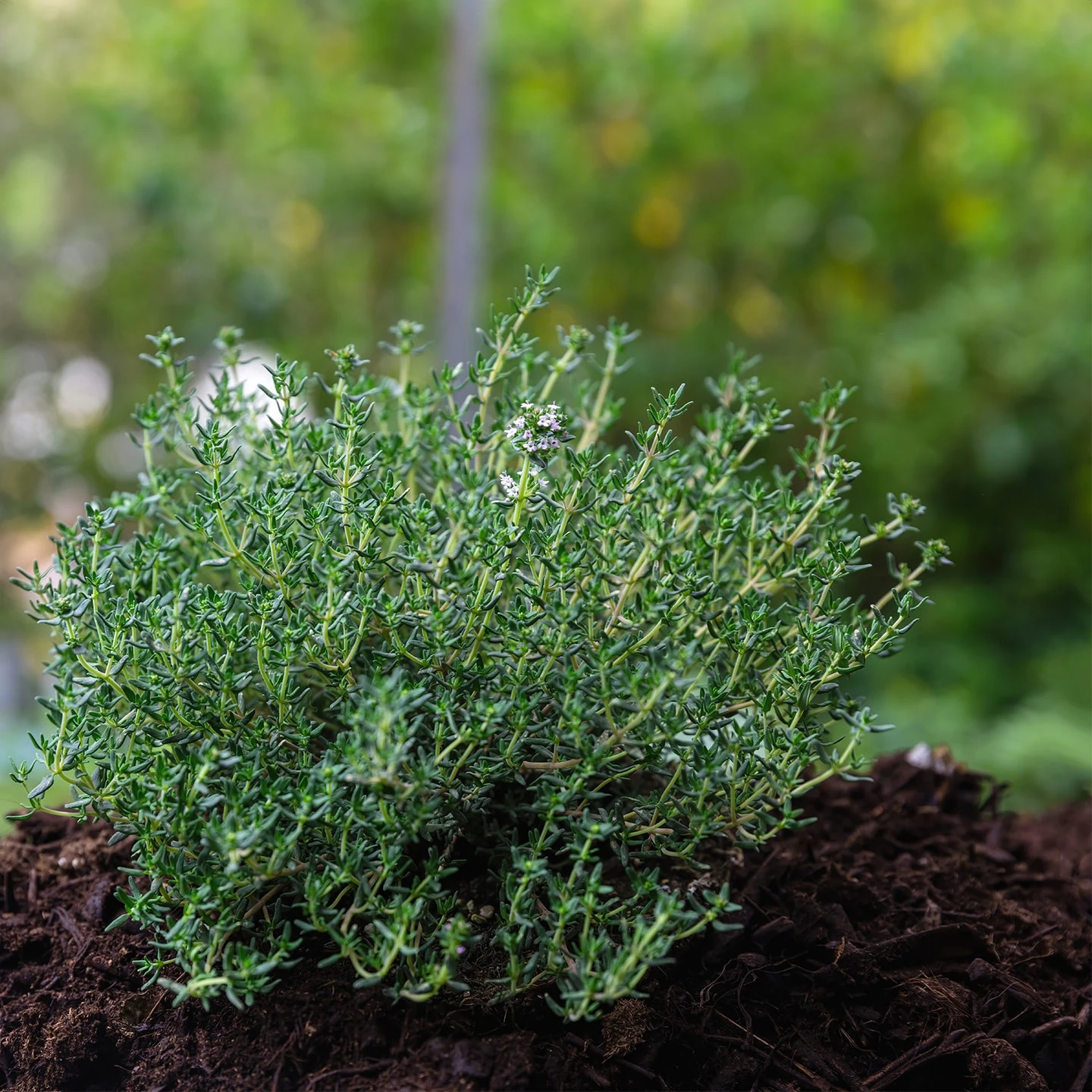 Kekik Uçucu Yağı | Organik