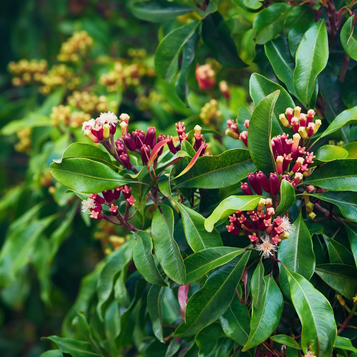 Karanfil Uçucu Yağı | Organik