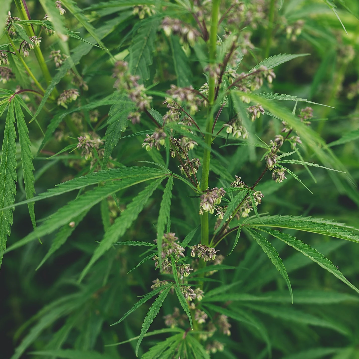 Kenevir Tohumu Yağı | Organik | Taşıyıcı Yağ