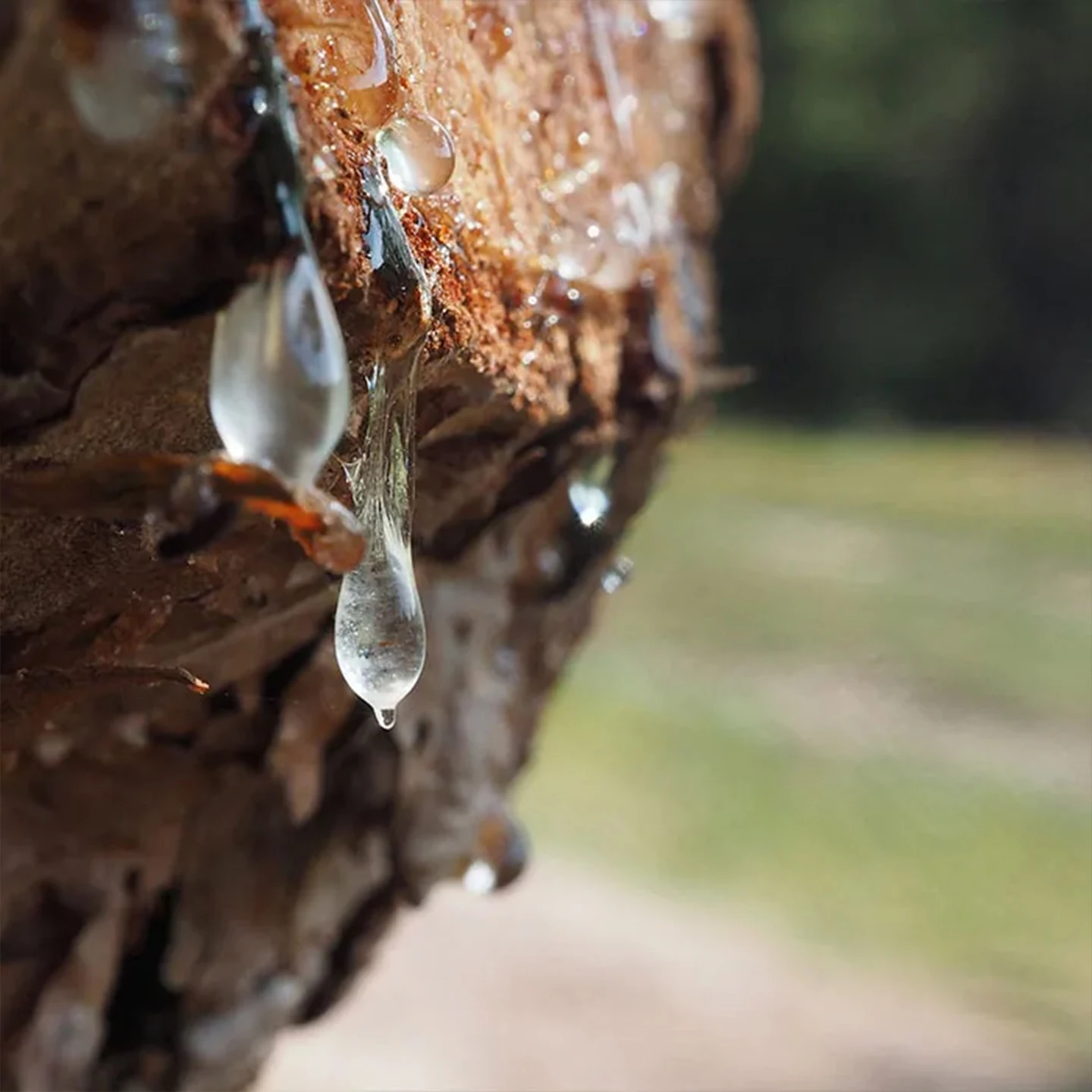 Mür Uçucu Yağı | Organik