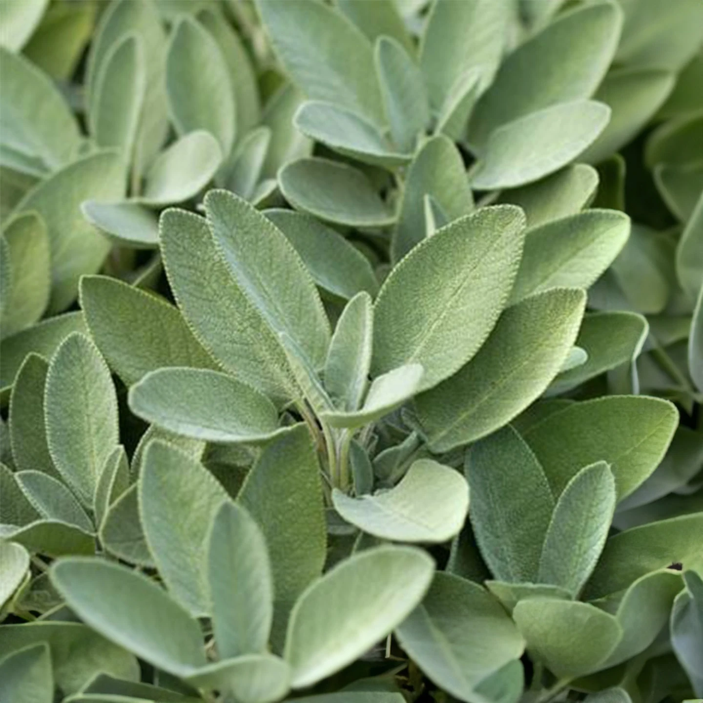 Adaçayı Uçucu Yağı | Organik