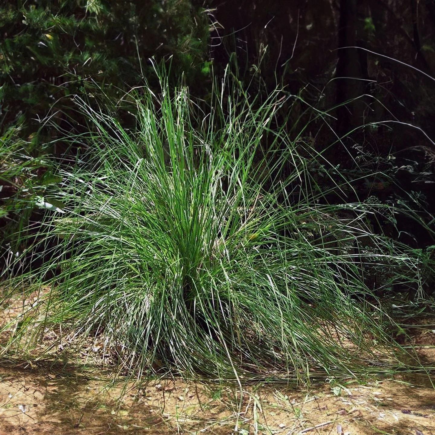 Vetiver Uçucu Yağı | Organik