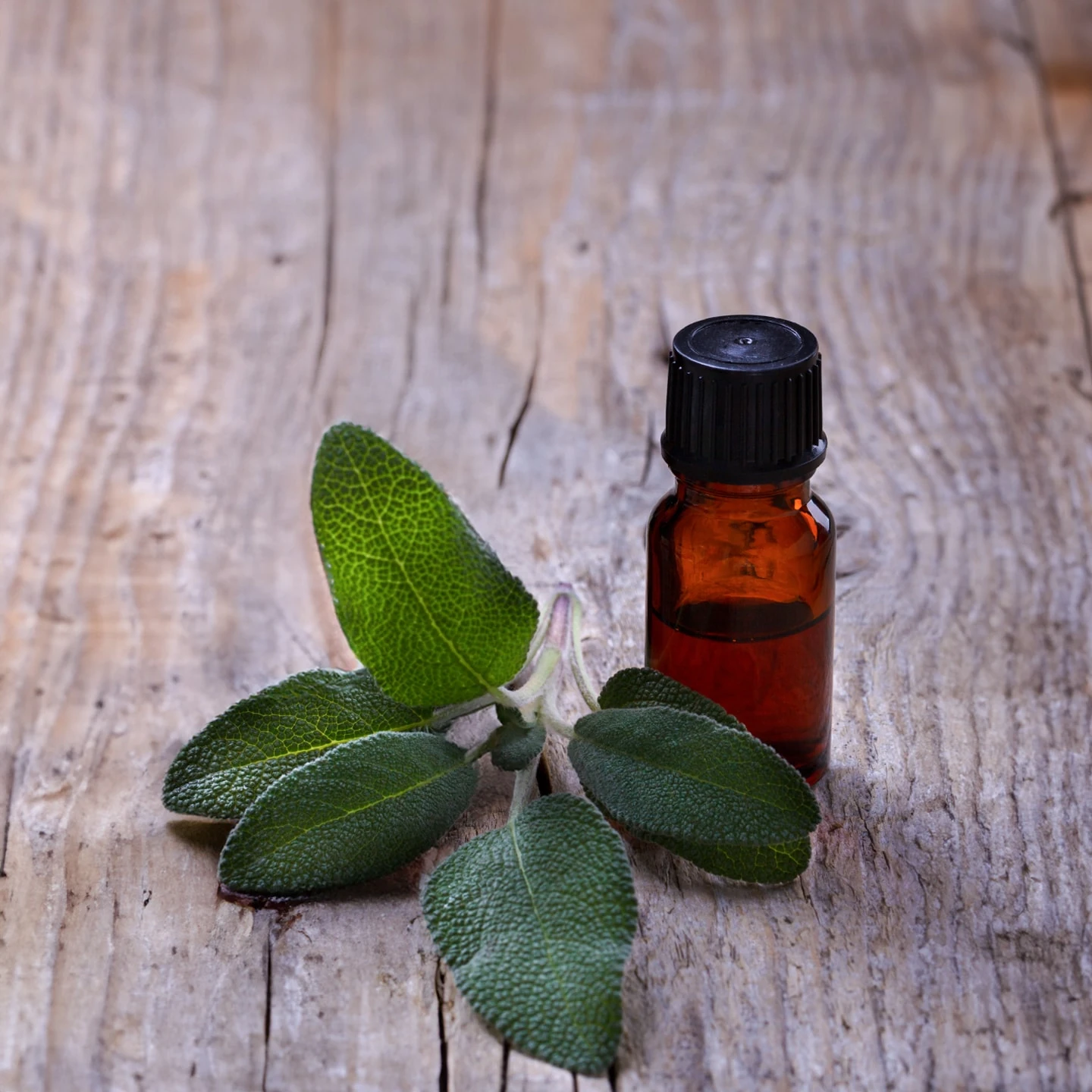 Adaçayı Uçucu Yağı | Organik