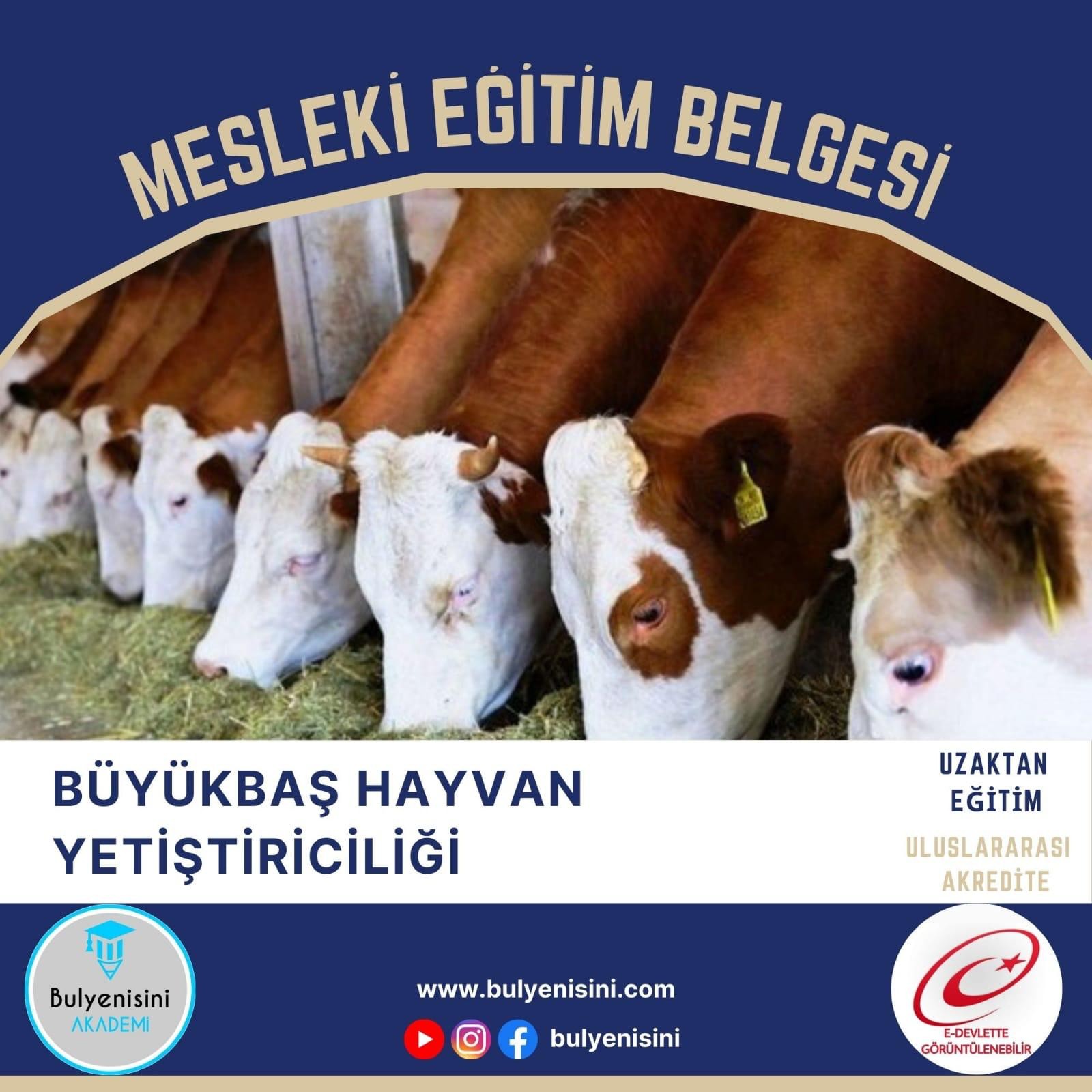 120 Saatlik Büyükbaş Hayvan Yetiştiriciliği Eğitimi