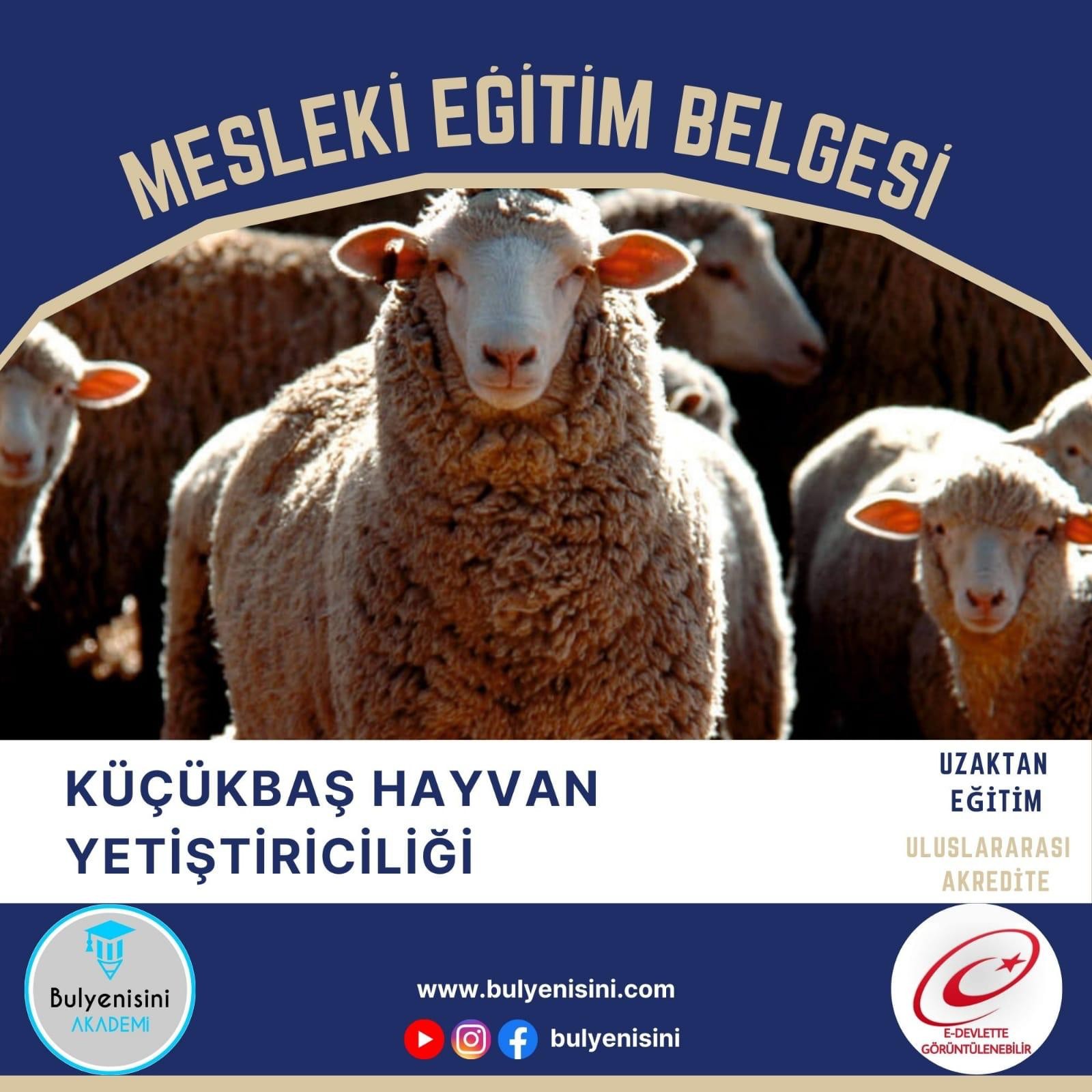 120 Saat KÜÇÜK BAŞ HAYVAN YETİŞTİRİCİLİĞİ EĞİTİMİ