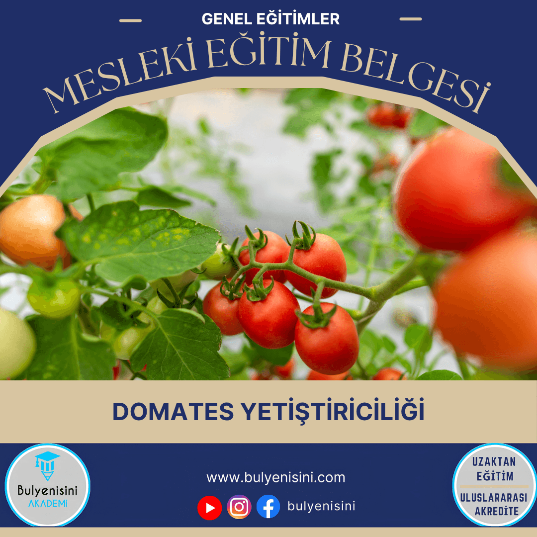 Domates Yetiştiriciliği Sertifika Programı
