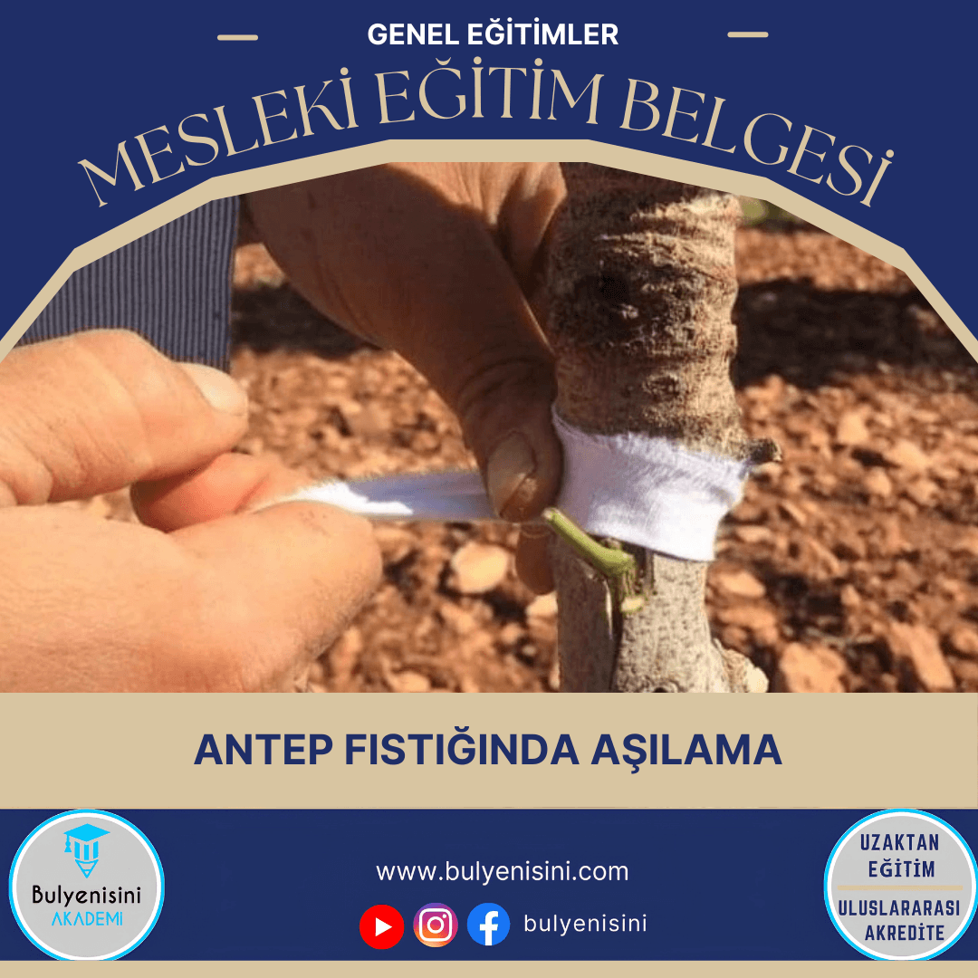 Antepfıstığında Aşılama
