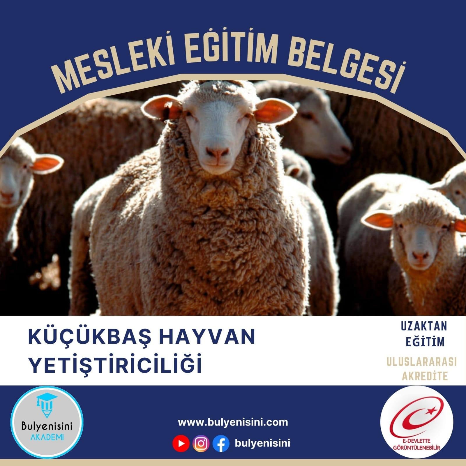 Küçükbaş Hayvan Yetiştiriciliği Kalfalık & Ustalık Sertifika ve Eğitim Programı (2 Belge)