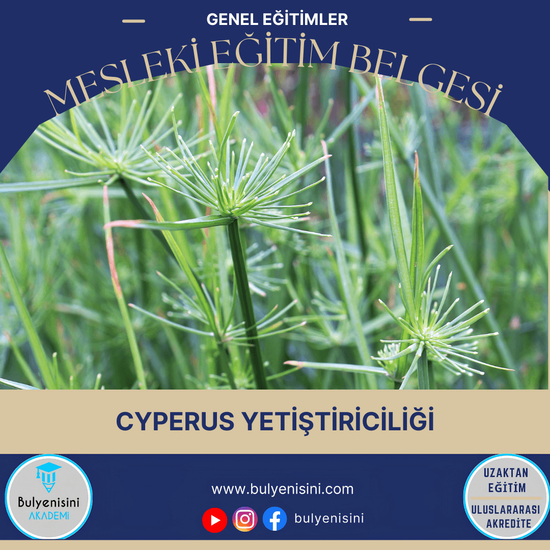 Cyperus Yetiştiriciliği Sertifika Programı