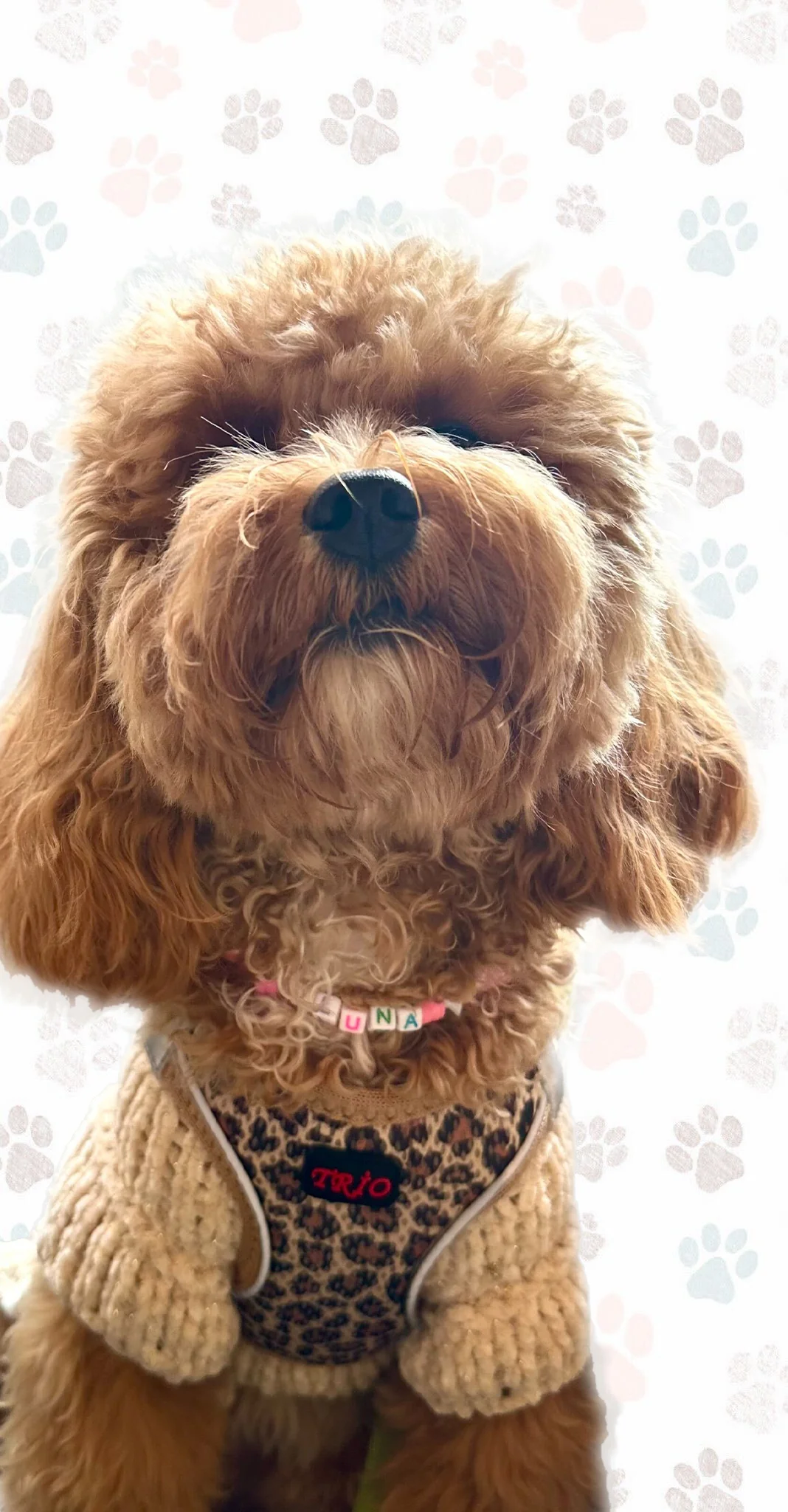 Minik Dostum - İsimli Özel Tasarım Kolye