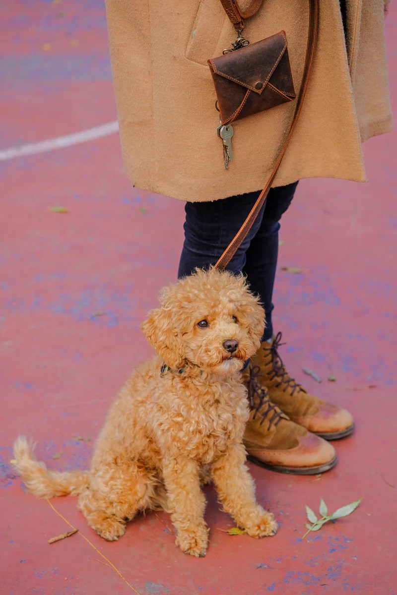 Merlin Köpek Gezdirme Kayışı