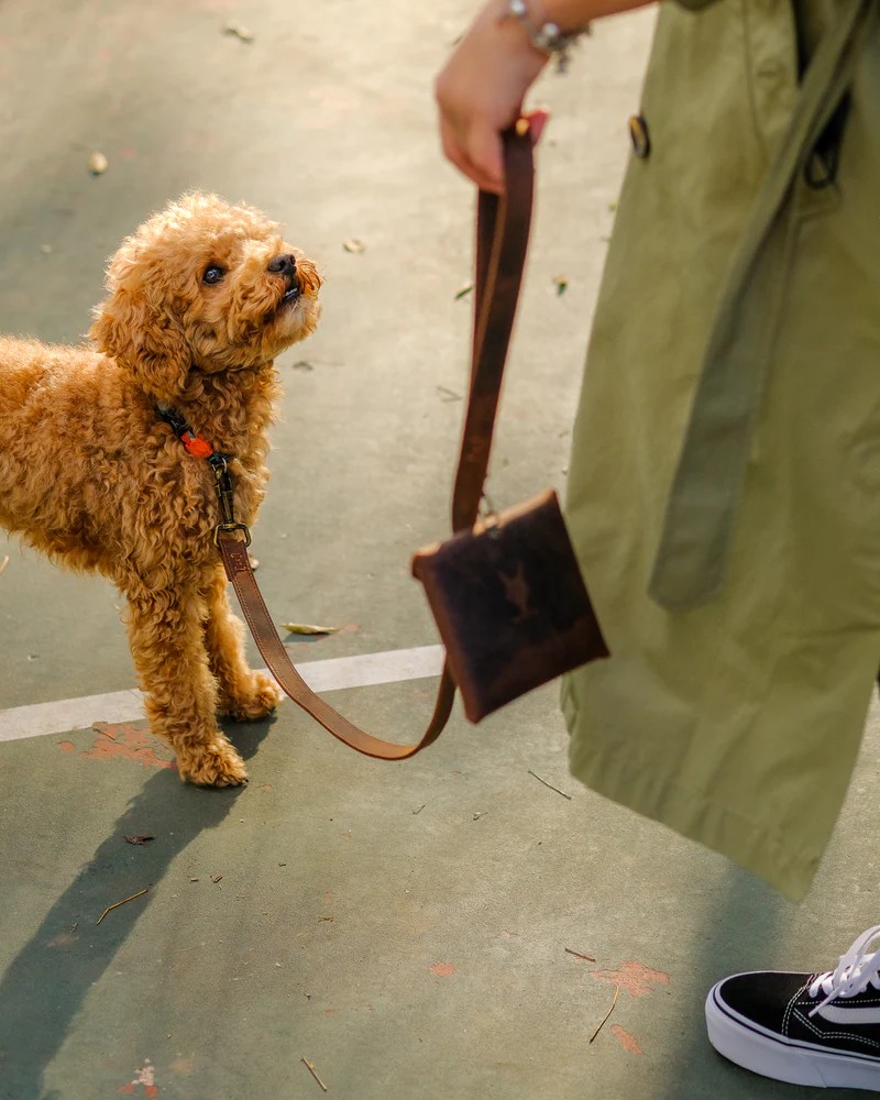 Merlin Köpek Gezdirme Kayışı