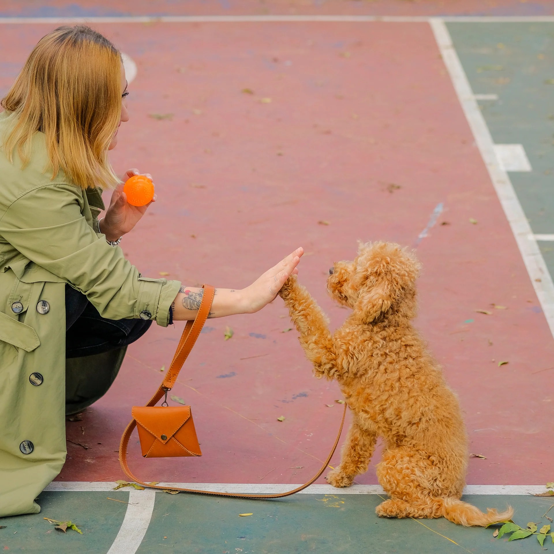 Merlin Köpek Gezdirme Kayışı