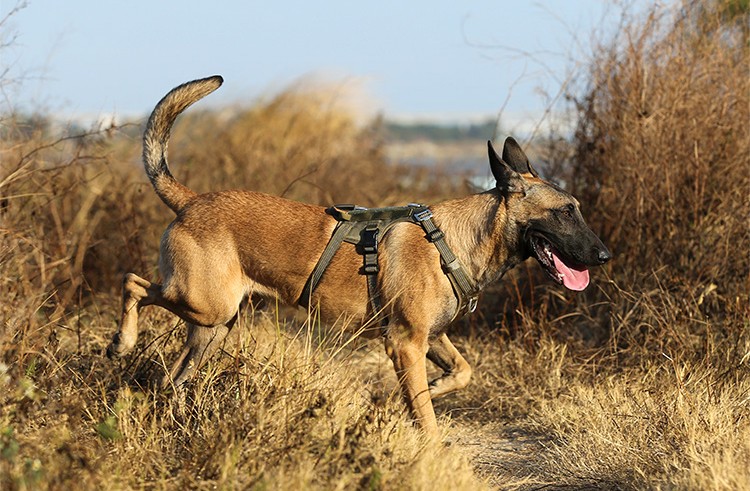 Tactical Asker Yeşili Köpek Göğüs Tasması