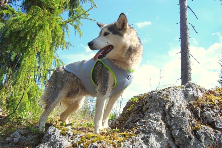 Soğutucu Özellikli Turuncu-Gri Köpek Yeleği