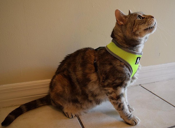 Air Mesh, Neon Sarı Köpek-Kedi Göğüs Tasması