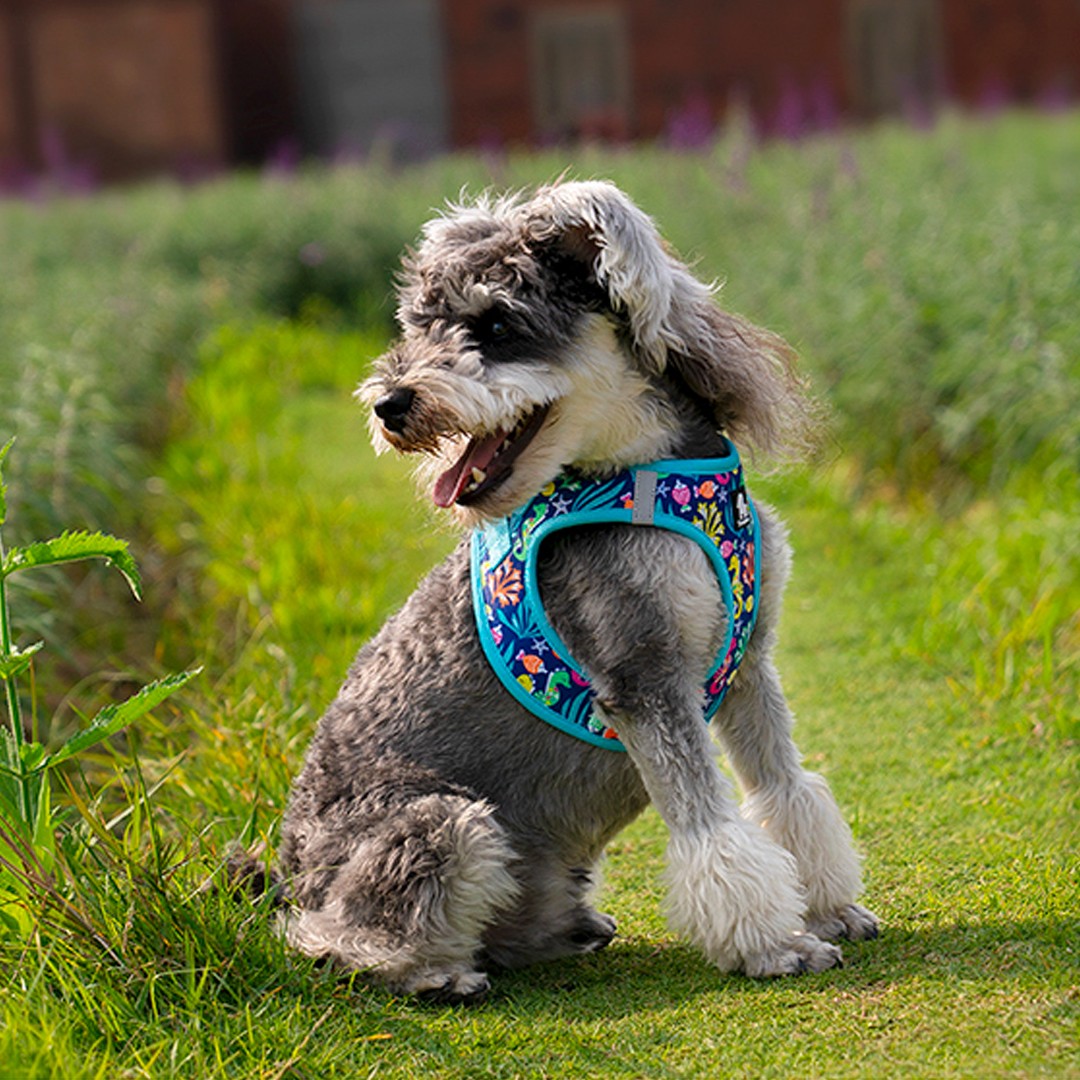 Blossom Step-In Mavi Köpek Göğüs Tasması